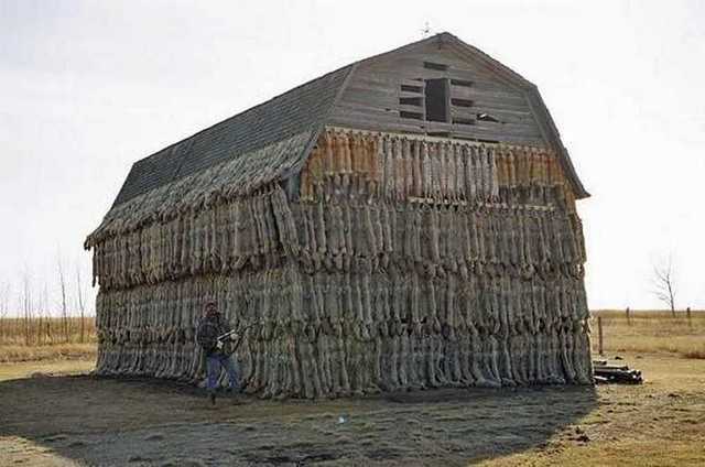 coyote%20barn.jpg