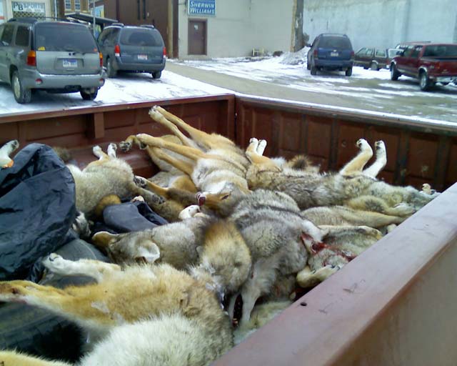yote_2.jpg